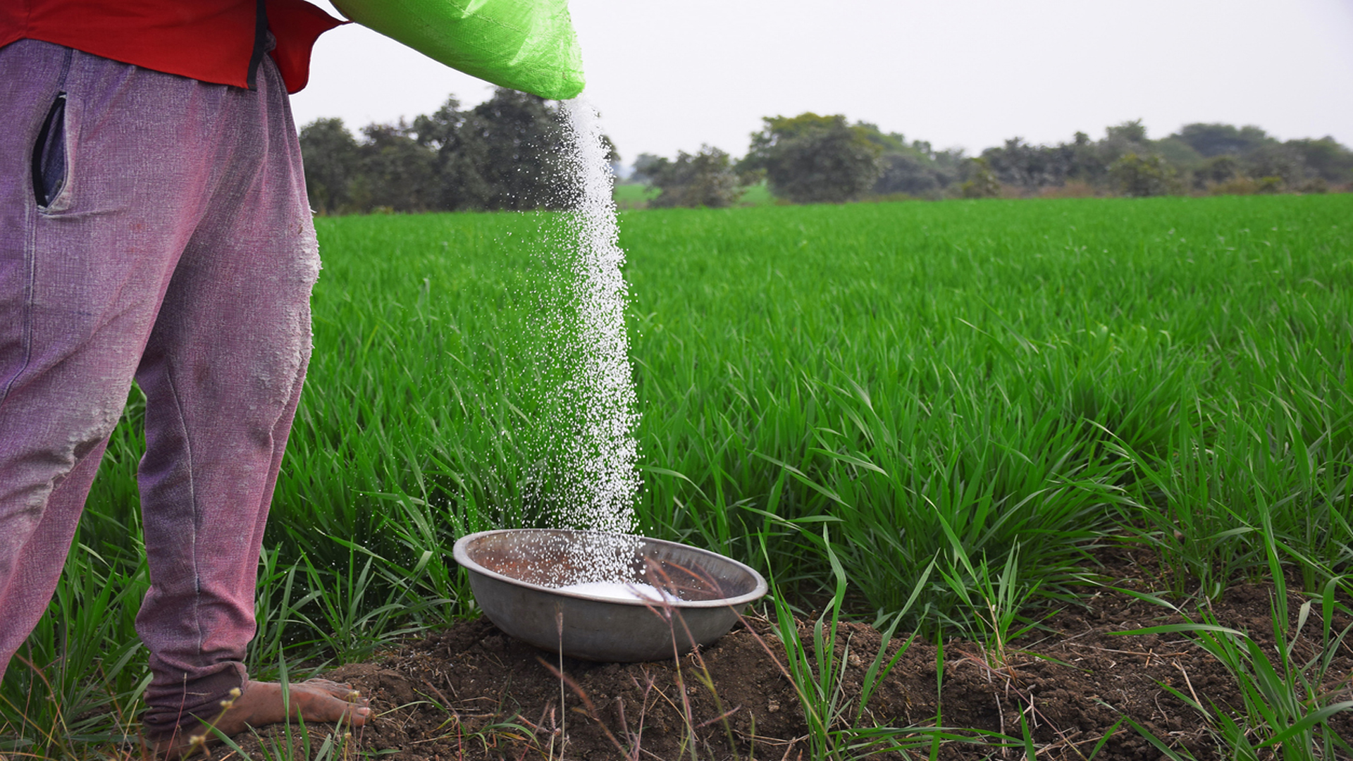Agriculture